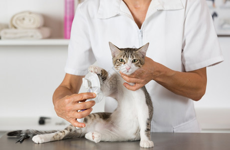 宠物美容给猫咪梳毛图片