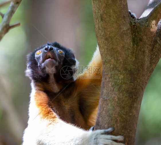 一个Sifakalemur它让自己在树顶上感到舒适在树尖上变得舒服的ASifakalemur西法卡丝滑眼睛图片