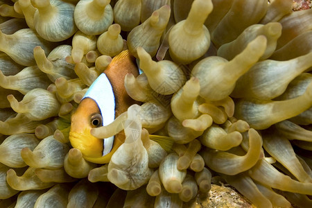 互惠利的双带环境红海鳕鱼两带的阿内莫尼鱼安菲普里翁西辛图斯珊瑚礁红海埃及非洲图片