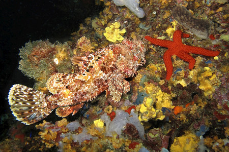 水荒野临海RedScorpionfishScorpaenascrofaCaboCopePuntasdelCanegre自然公园地图片