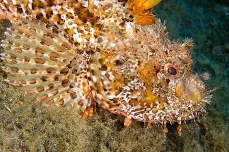 野生动物RedScorpionfishScorpaenascrofaCaboCopePuntasdelCanegre自然公园地中图片