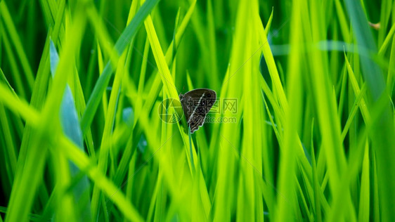 花园布什朗CingaleseBushbrown蝴蝶在稻田绿叶中生机勃辛加莱语图片