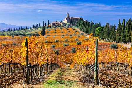 乡村的金托斯卡纳令人惊异的金色葡萄园意大利酒区与班菲城堡相望秋天图片