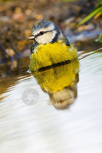 蓝山雀Paruscaeruleus森林池塘西班牙森林卡斯蒂利亚和莱昂西班牙欧洲鹦鹉科动物学喝图片