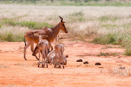察沃肯尼亚大草原的托皮羚羊家族肯尼亚大草原的托皮羚羊家族一种公园图片