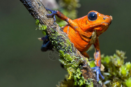 生态旅游环境达特中毒青蛙蓝真人OophagapumilioDendrobatespumilio热带雨林哥斯达黎加中美洲镖图片