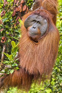 环境观察荒芜之地猩PongopygmaeusTanjungPuting公园婆罗洲印度尼西亚图片