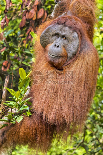 环境观察荒芜之地猩PongopygmaeusTanjungPuting公园婆罗洲印度尼西亚图片