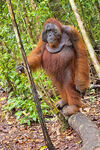 荒野猩PongopygmaeusTanjungPuting公园婆罗洲印度尼西亚比鲁特雨林图片