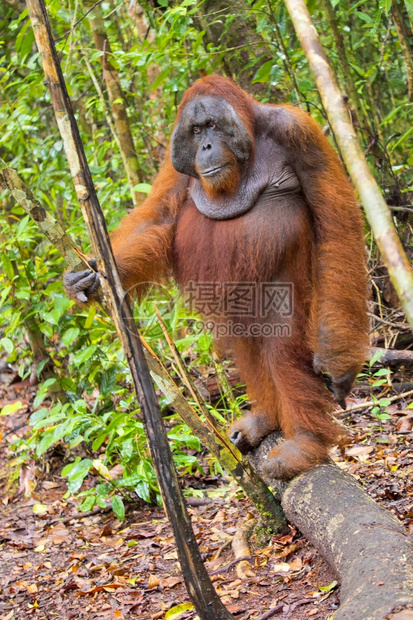 荒野猩PongopygmaeusTanjungPuting公园婆罗洲印度尼西亚比鲁特雨林图片