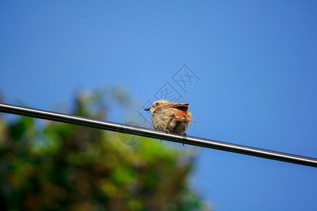 棕色的脸颊眼睛受欢迎的泰国多伊因纳农家公园电线上的fulvetta鸟图片
