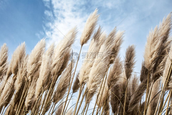 天空中的潘帕斯草在风中移动的软植物Cortaderiaselloana的抽象自然背景类似于鸡毛掸子的植物场景抽象浅褐色植被图片