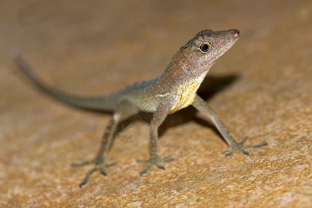 绿里卡anolelizardanolisssp热带雨林科瓦多公园奥萨保护区半岛哥斯达