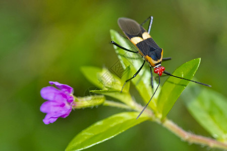 动物昆虫盾牌ChustBugHeteropterahemiptera热带雨林科瓦多公园奥萨保护区半岛哥斯达黎加中美洲野生动物图片