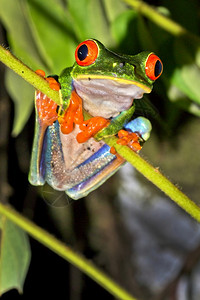 环境的动物中央红眼树青蛙阿加利赫尼斯喀米地亚热带雨林科瓦多公园奥萨保护区半岛哥斯达黎加中美洲图片