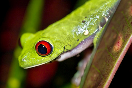 红眼树青蛙阿加利赫尼斯喀米地亚热带雨林科瓦多公园奥萨保护区半岛哥斯达黎加中美洲央两栖动物眼睛图片