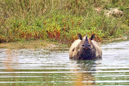 荒芜之地濒危印度人大一角犀牛印度亚洲裔单形象球湿地皇家Bardia公园尼泊尔巴迪亚公园尼泊尔亚洲图片