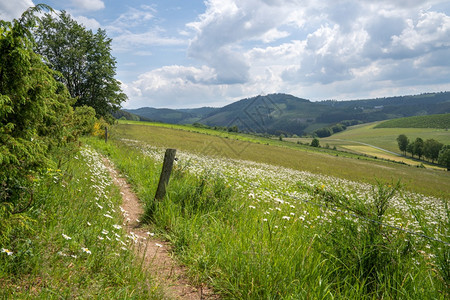 位于德国温特堡附近的Sauerland地区的全景图象在一棵野花草原上有一条小徒步足迹植物踪人行道图片