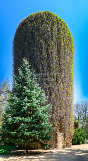 赫尔松AskaniaNova乌克兰042819乌克兰AskaniaNovaArboretum旧水塔建筑教科文组织国民图片