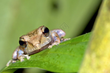 动物学生热带青蛙雨林科瓦多公园奥萨保护区半岛哥斯达黎加中美洲可爱的图片