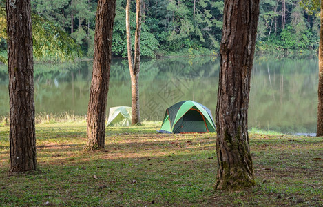 公园湖边松树林附近的中绿色露营帐篷图片