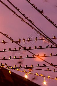 电线旅游在泰国南部的Betong市Yala南泰国鸟群迁徙运动模糊不清时WarnSwallow的Flock在黄昏的雨中紧缠着铁丝网图片