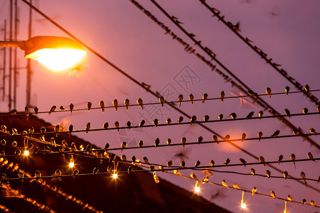 抽象的在泰国南部Betong市Yala南泰国鸟群迁徙运动模糊不清时WarnSwallow的Flock在黄昏的雨中紧缠着铁丝网飞翔图片