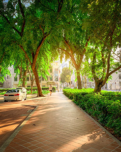 城市的外部交通路旁公园道在城市绿树的道路旁边在花园早上汽车停区在新加坡租车在新加坡一个男人走在路上城市户外活动夏季阳光绿色城市图片
