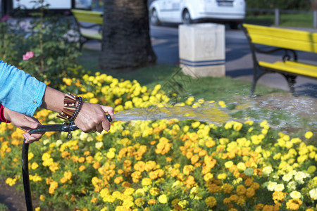 衬套女手握橡皮软管在城市花床上浇黄色红水女用在城市花盆上浇黄一种季节图片