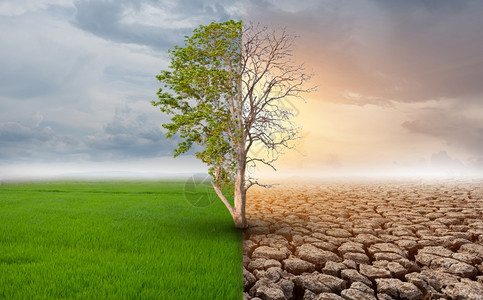 改变了在地貌景观中站立着半活死树气候概念已经改变全球暖也随之而来秋天图片