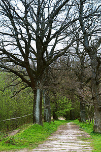 路边平排的大树沿路一排大树边的平排大树农村坦的春天图片
