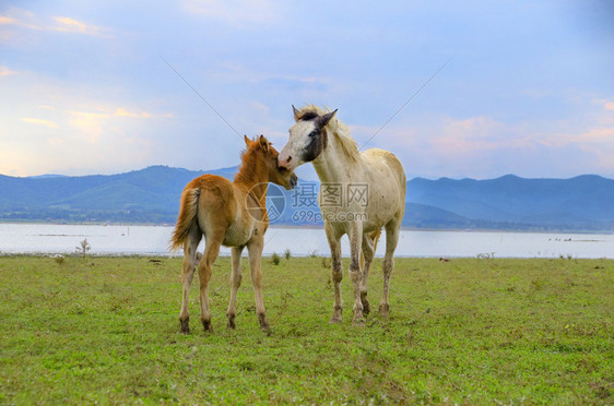 国内的马在白天放牧蓝骑在草地上一种薄雾图片