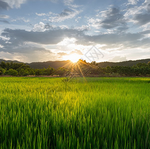 商业植物泰国北南省边阳光明的稻田夏天图片