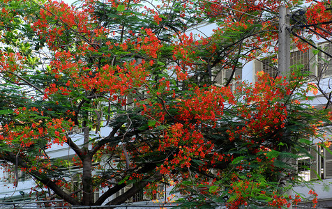 外部视窗季节越南胡志明市学校开着的红窗鲜花夏火树暑期朵盛放生机蓬勃学夏季的凤凰花符号图片