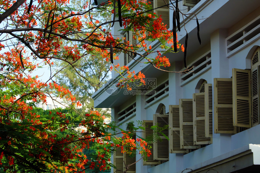 西贡户外越南胡志明市学校开着的红窗鲜花夏火树暑期朵盛放生机蓬勃学夏季的凤凰花符号天图片