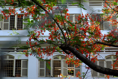 墙视窗越南胡志明市学校开着的红窗鲜花夏火树暑期朵盛放生机蓬勃学夏季的凤凰花符号红色的图片