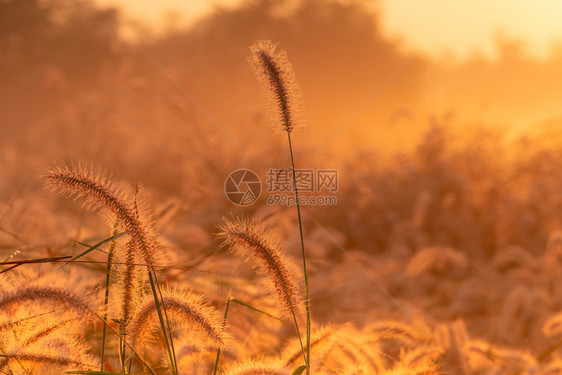 橙子明亮的清晨黎青草花与美丽的金色阳光花朵田在农村橙色草原背景野花早晨阳光新的生命开始背景艺术图片