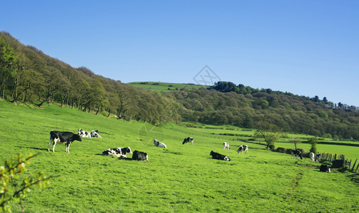 常设对滚动农村绿田地的全景观黑人和白母牛家庭站在英国农村草地上在乡间原站立森林环境图片