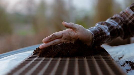 外部的园艺概念员的两只手将富饶黑土插入育苗托盘准备种植幼苗放松地面图片