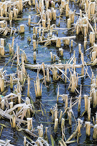 沿着在湖岸或河边生长的干枯断裂草丛中冰雪覆盖着积水冷冻风晶图片