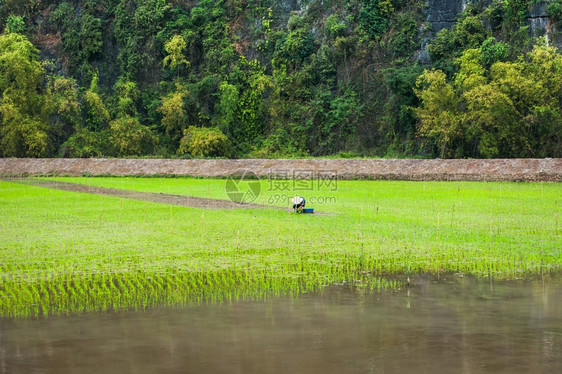 热带土地越南农民在米田工作位于越南旅游景点和目的地NinhBinh大雾清晨东南方有机农业白饭图片