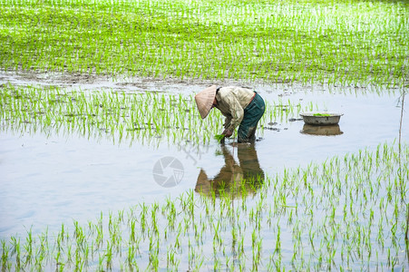 季节绿色越南农民在米田工作位于越南旅游景点和目的地NinhBinh大雾清晨东南方有机农业图片