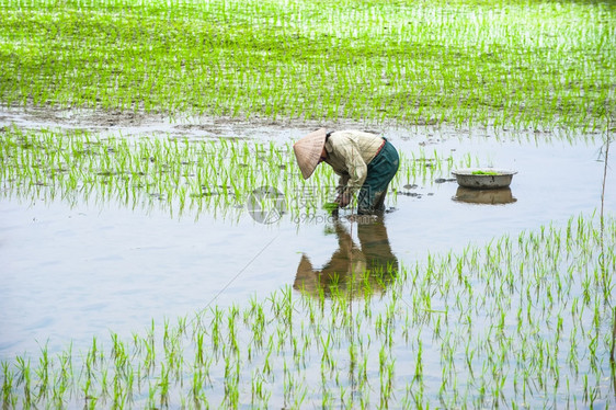 季节绿色越南农民在米田工作位于越南旅游景点和目的地NinhBinh大雾清晨东南方有机农业图片