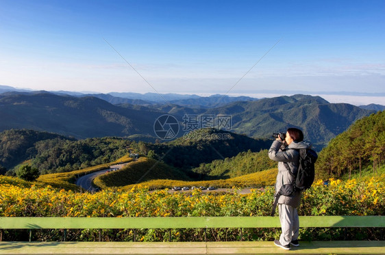 年轻女拍摄了墨西哥向日葵田泰国梅洪松省DoiMaeUKho山上美丽的黄色花朵泰国MaeHongSon省DoiKho女士的照片Mo图片