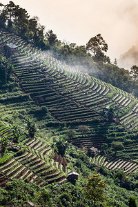 传统的水果泰国缅甸边境清迈泰国农业种植被概念等泰国农业耕作和植被概念的泰国缅甸边境清迈附近的晨雾山脉中草莓和蔬菜梯田景观图片