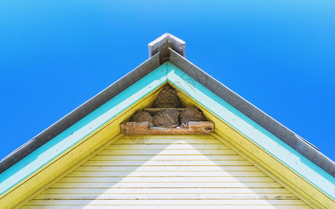 在一个村庄房屋顶下的燕子窝或马丁屋的鸟巢一个村舍屋顶下面的燕子窝或马提尼蜂在阳光明媚的白天蓝下一座黄色木制建筑的顶部碎片小屋春天图片
