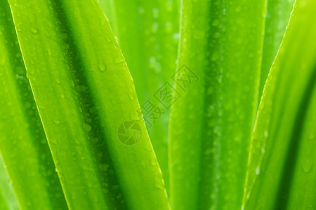 可选择的花园或者绿色植物树叶上的滴水或雨在园艺背景中为绿植物叶下注雨季青叶纹理背景温泉模式极小绿叶纹理背景图片