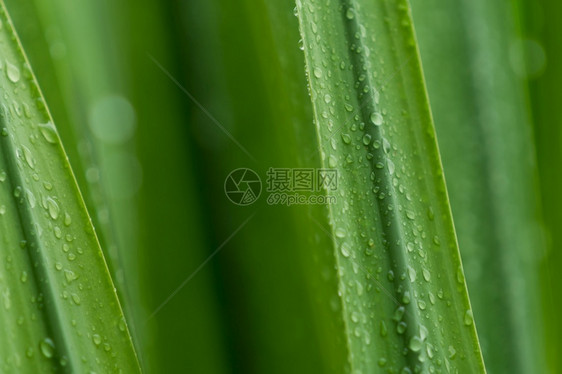 美丽绿色植物树叶上的滴水或雨在园艺背景中为绿植物叶下注雨季青叶纹理背景温泉模式极小绿叶纹理背景植物群阳光图片