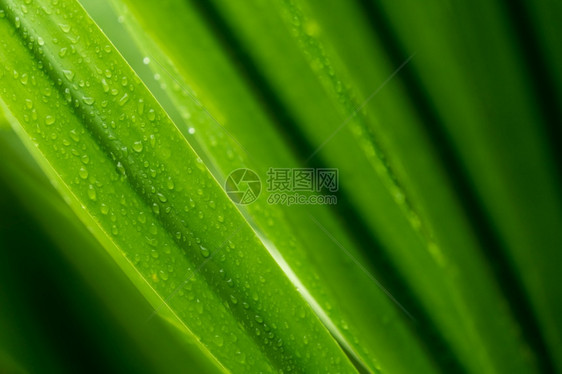 干净的绿色植物树叶上的滴水或雨在园艺背景中为绿植物叶下注雨季青叶纹理背景温泉模式极小绿叶纹理背景地球美丽图片