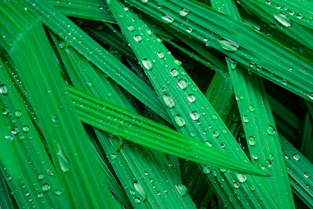 环境湿的新鲜绿色植物树叶上的滴水或雨其背景为园艺自然雨季绿叶纹理背景及温泉模式极小的绿叶纹理背景色树叶图片